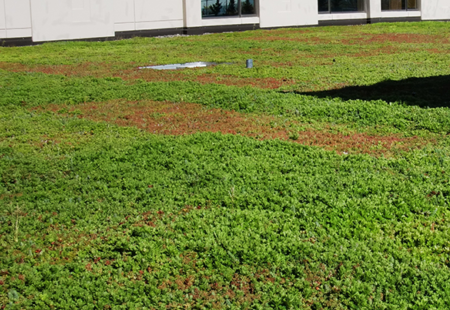 Green Roofs